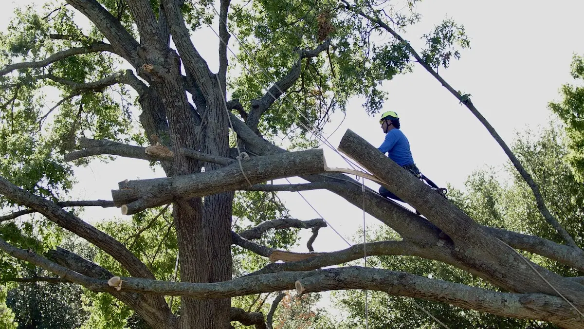 Professional Crown Thinning performed by certified arborists in Whitmire